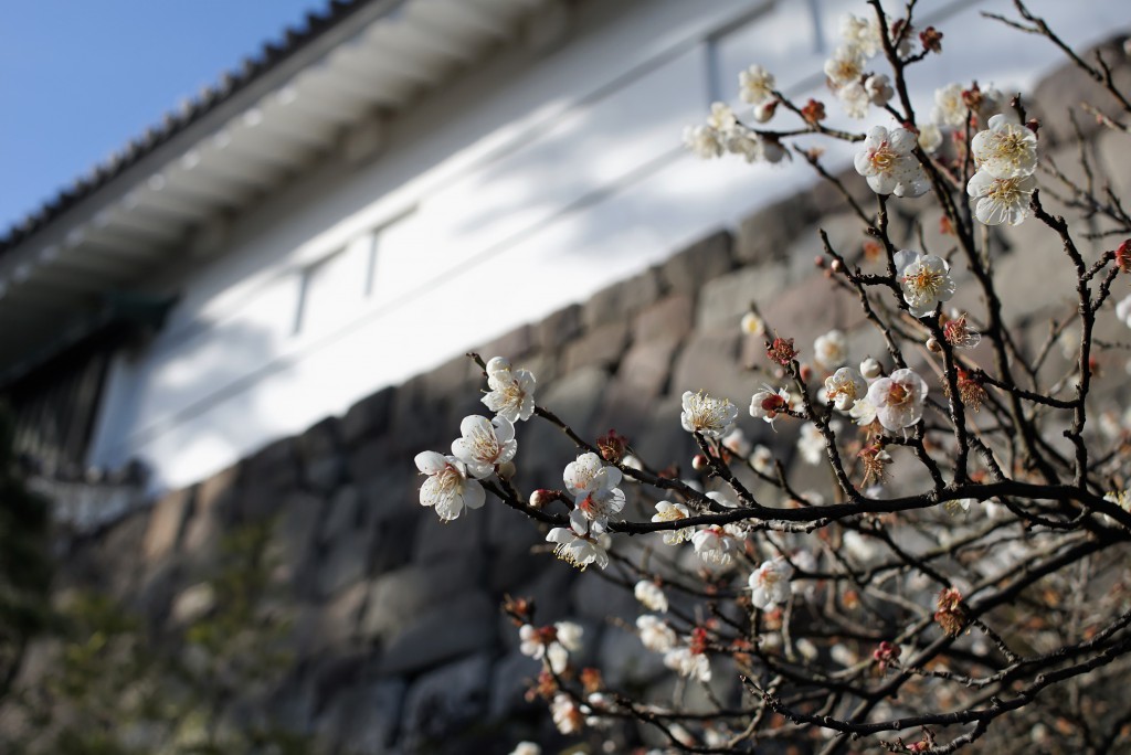 小田原城　常磐木門　梅