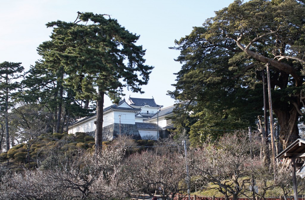 小田原城　梅