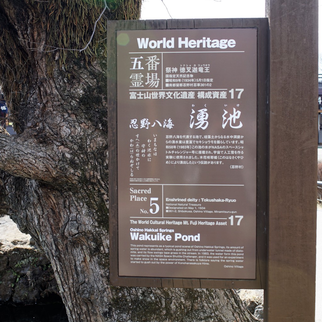 忍野八海　涌池