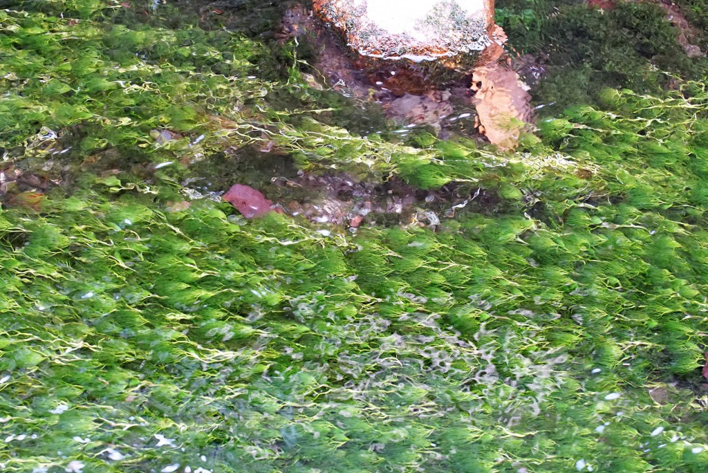 忍野八海