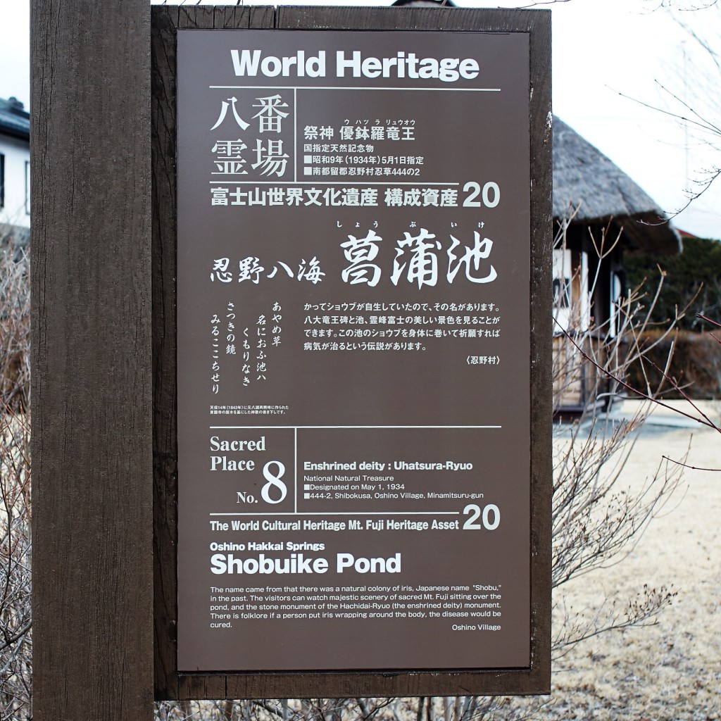 忍野八海菖蒲池