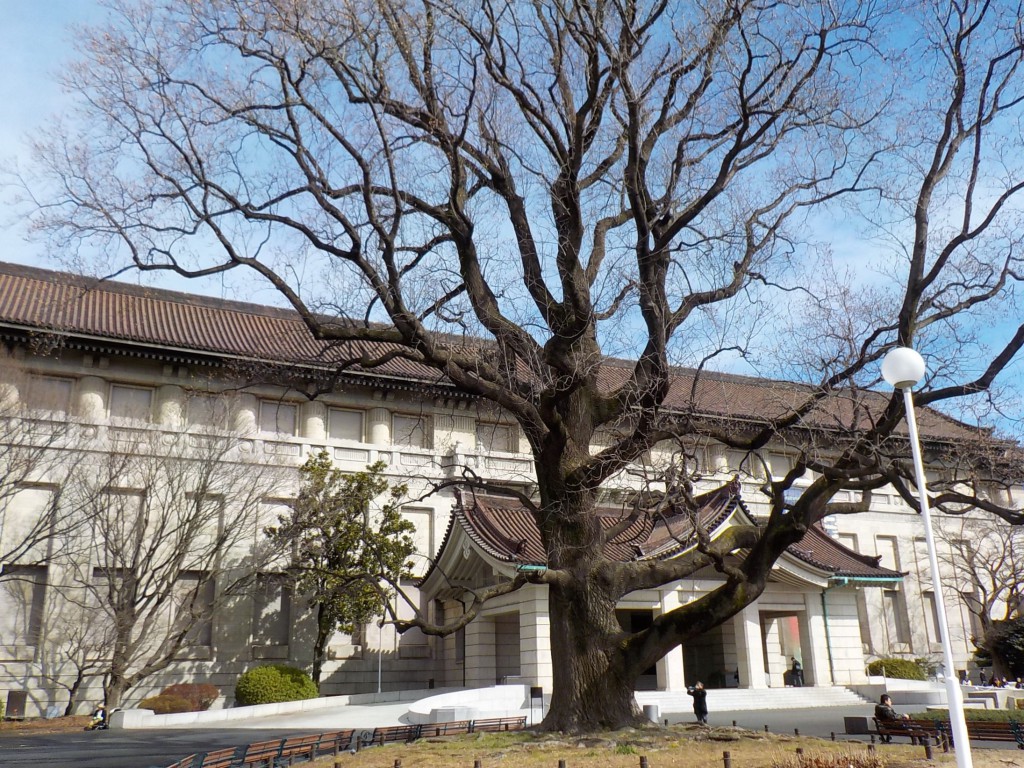東京国立博物館　本館前　ユリノキ