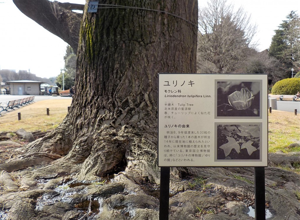 東京国立博物館　本館前　ユリノキ
