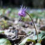 都立滝山自然公園カタクリ
