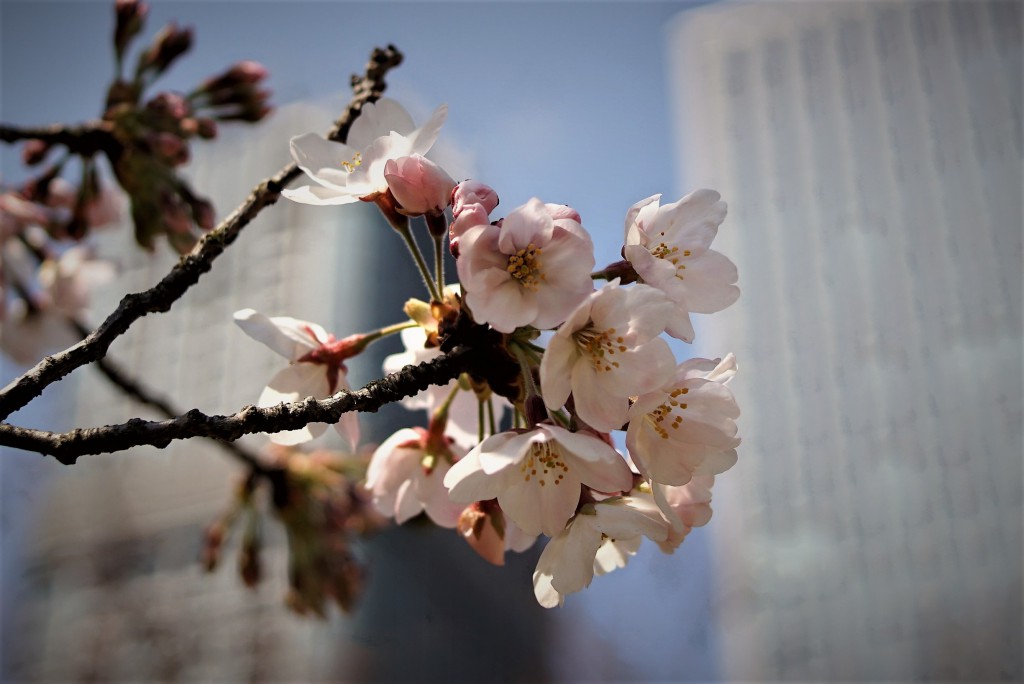 浜離宮　桜