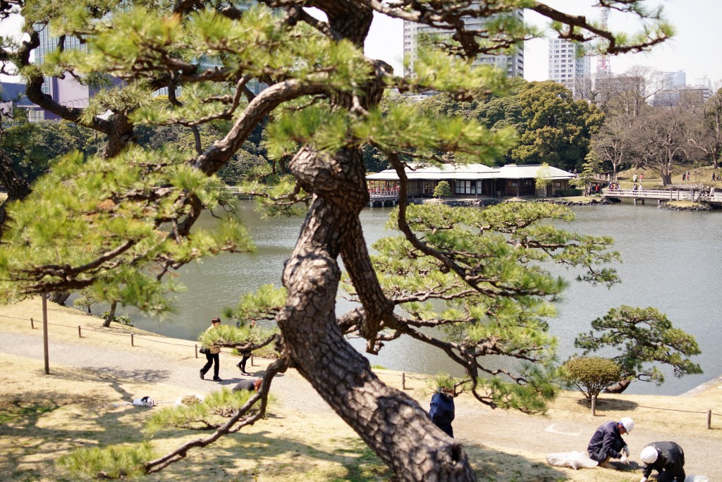 浜離宮　松
