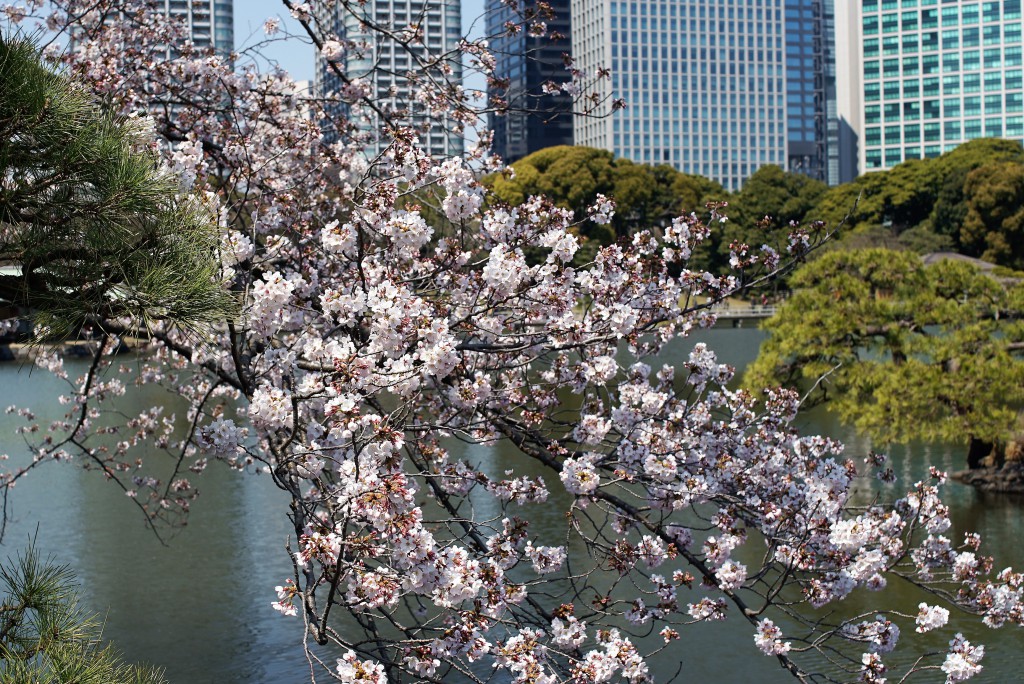 浜離宮　桜