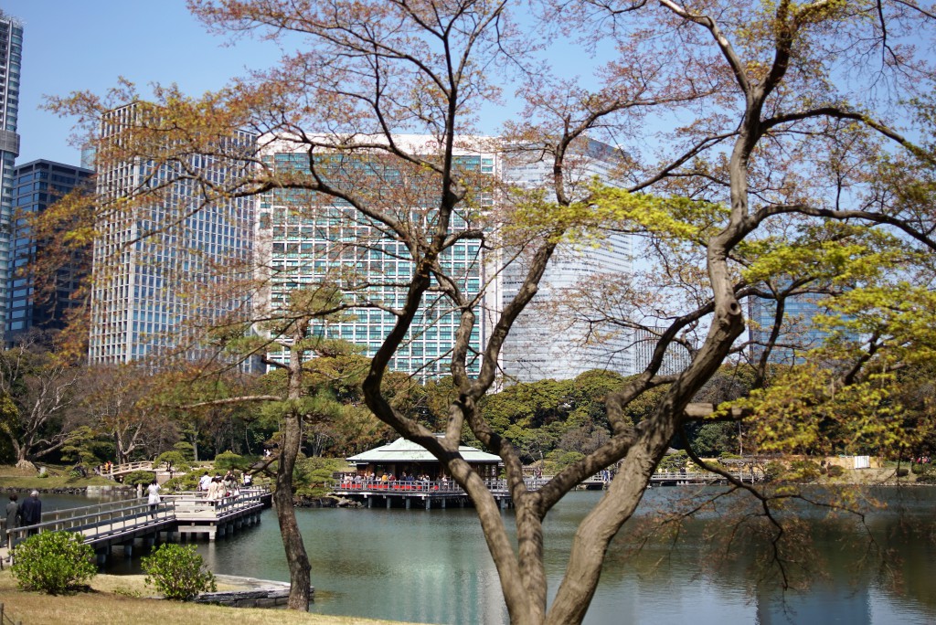 浜離宮　楓
