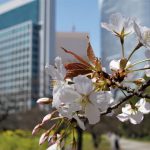 浜離宮　菜の花畑