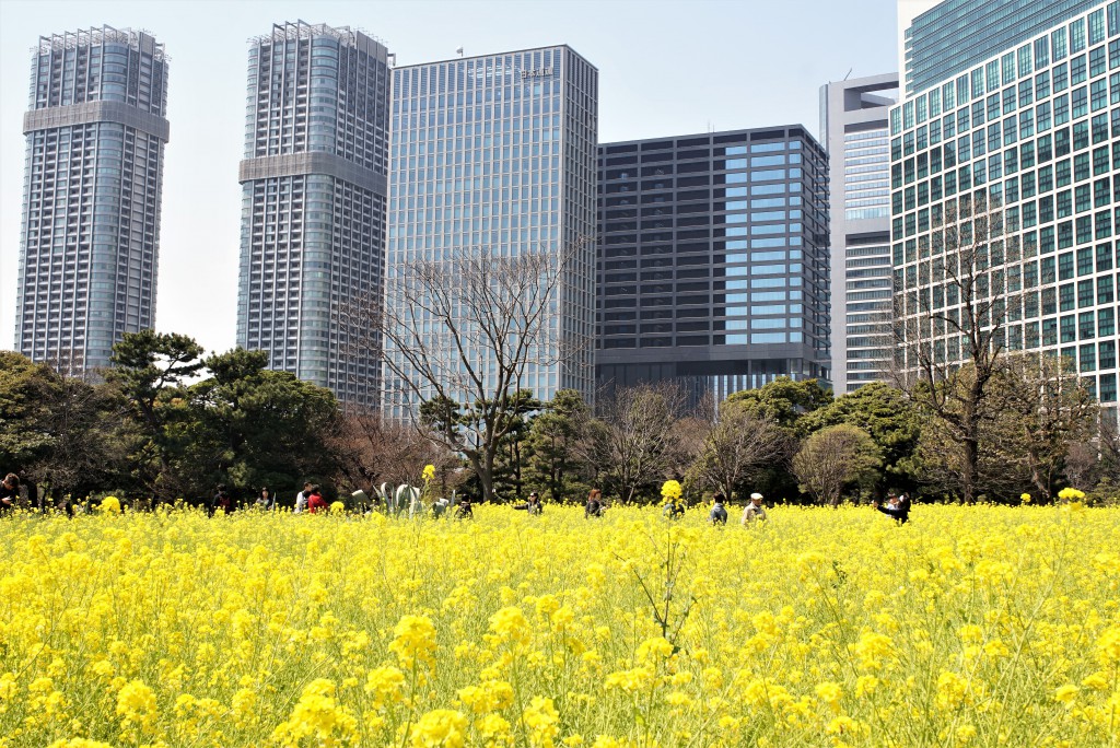 浜離宮　菜の花畑