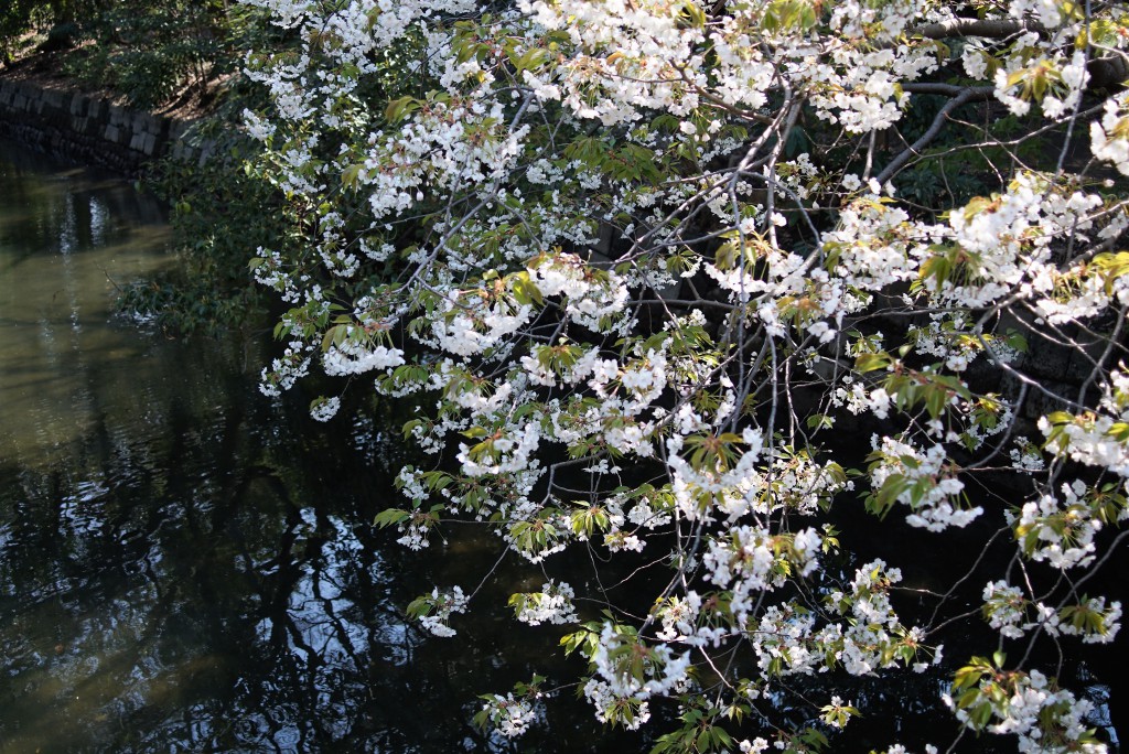 浜離宮の桜