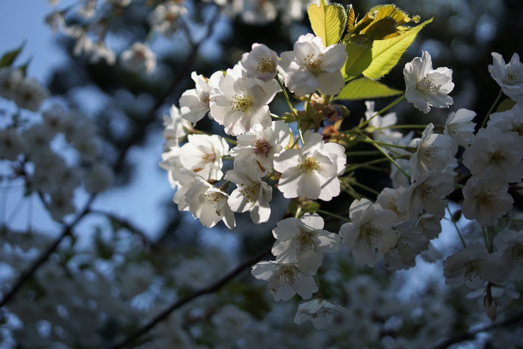 浜離宮　桜