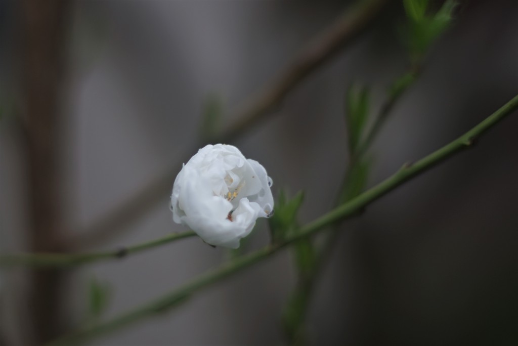 花桃の蕾