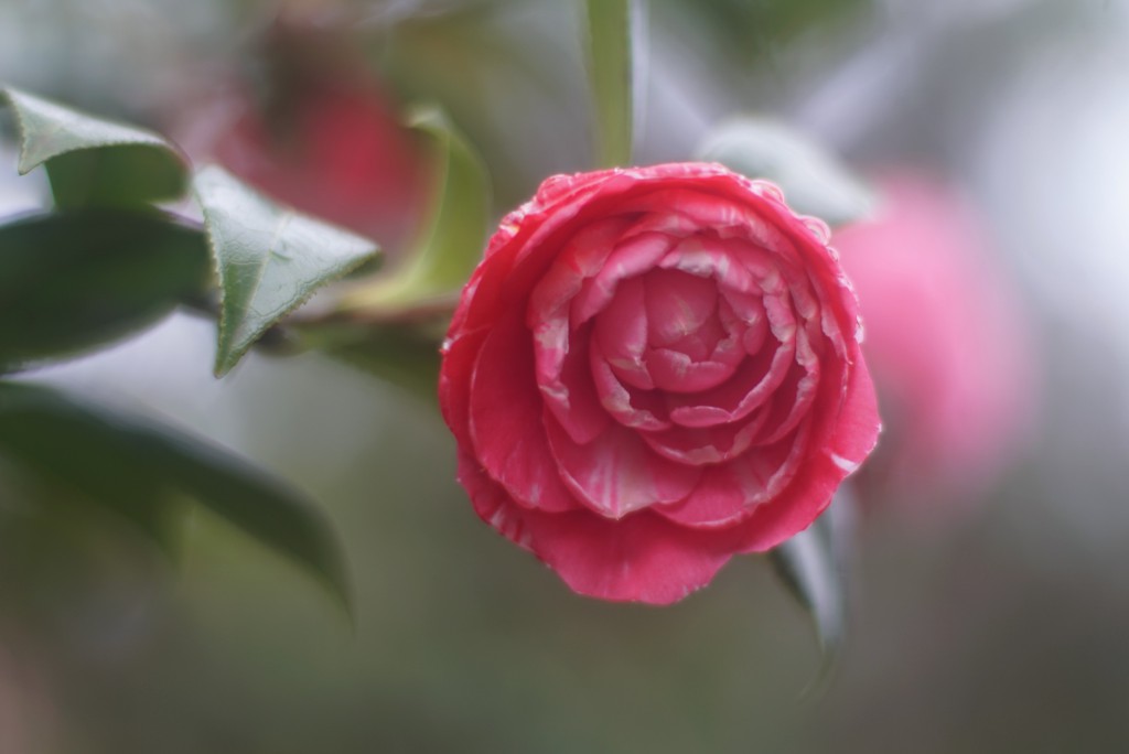 椿の花
