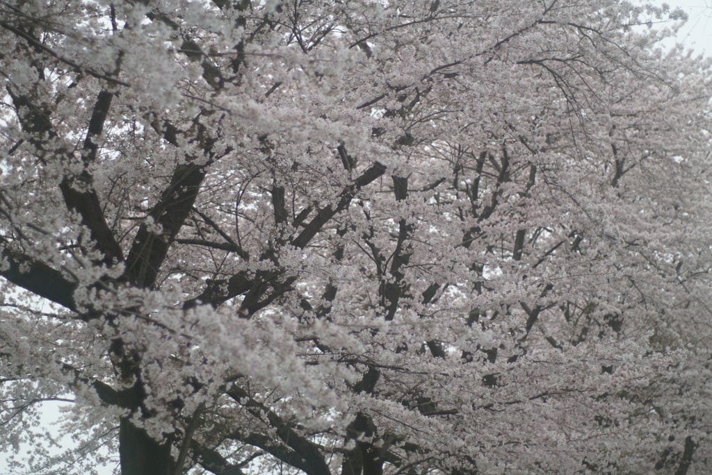 青梅市畜産試験場の桜