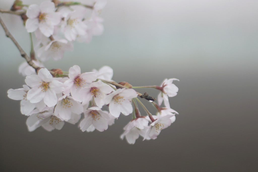 狭山湖の桜