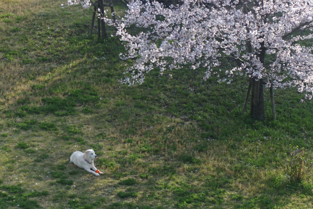 狭山湖の桜
