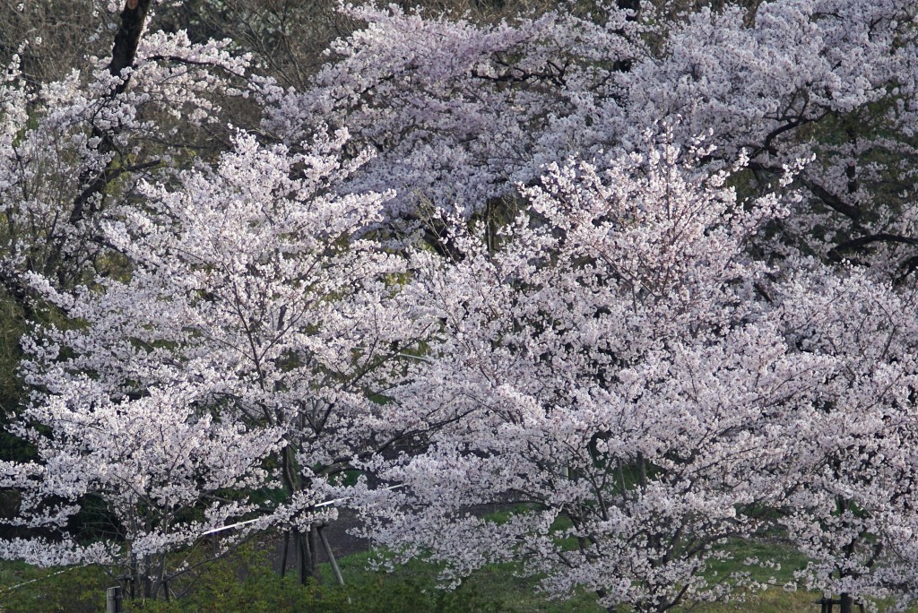 狭山湖の桜