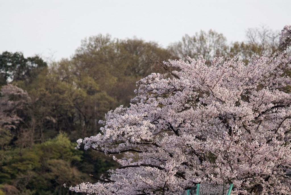狭山湖の桜