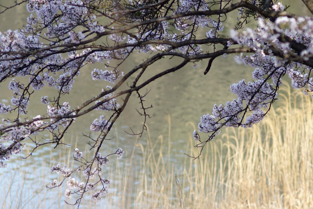 狭山湖の桜