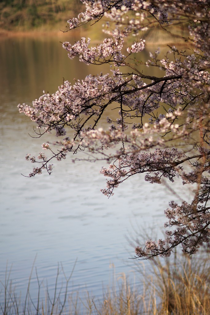 狭山湖の桜