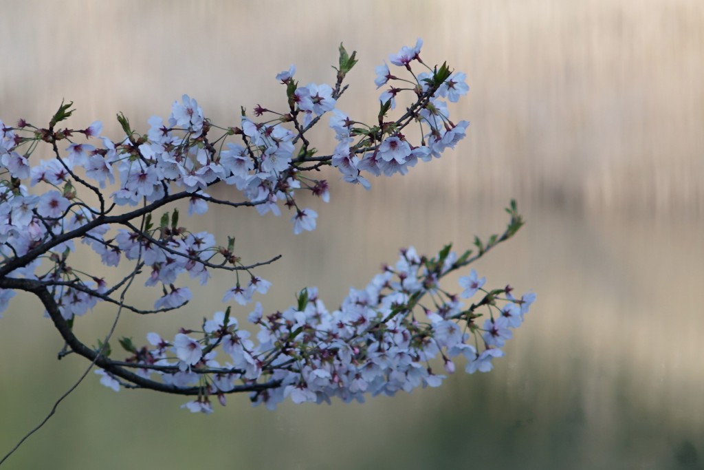 狭山湖の桜