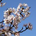 狭山湖の桜