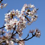 狭山湖の桜