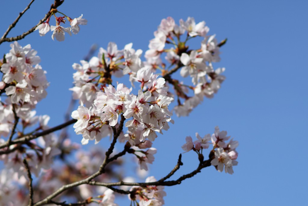 狭山湖の桜