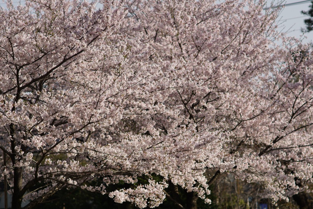 狭山湖の桜