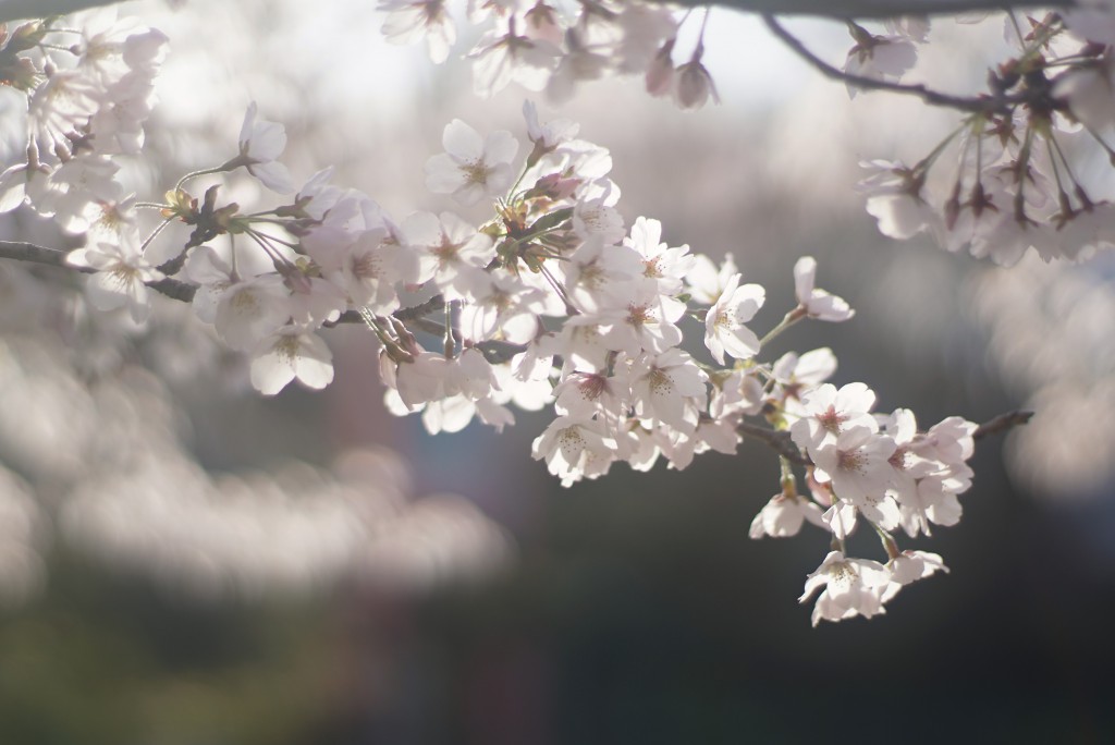狭山湖の桜