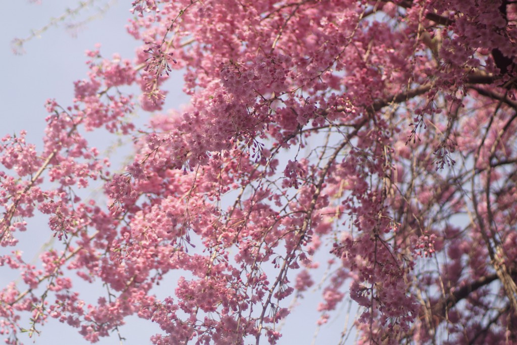 砂川堀枝垂れ桜