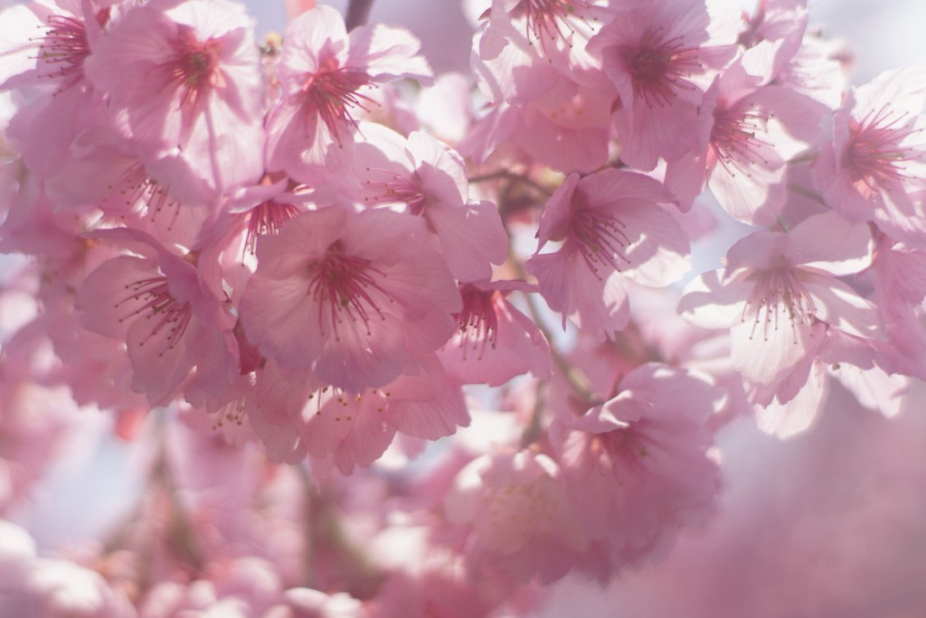 狭山丘陵　桜