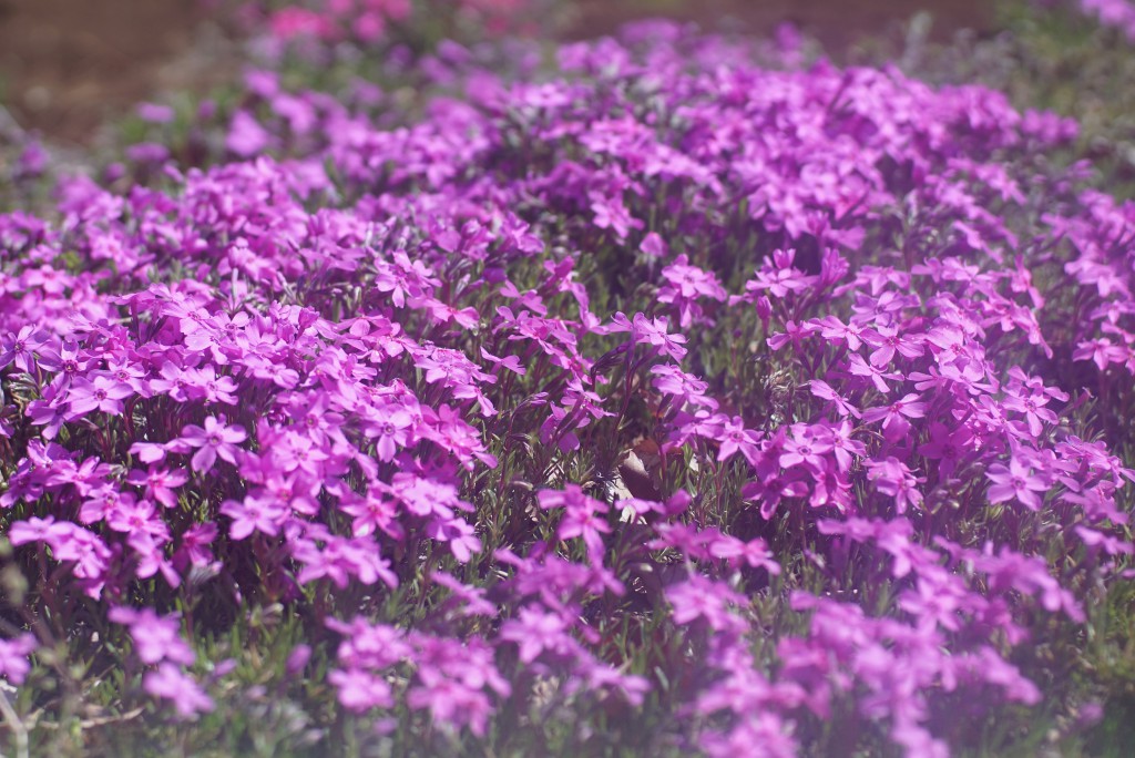 狭山丘陵　芝桜