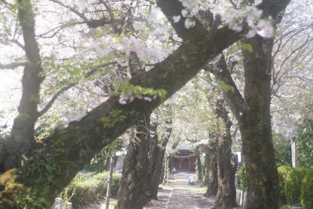 所沢　中氷川神社