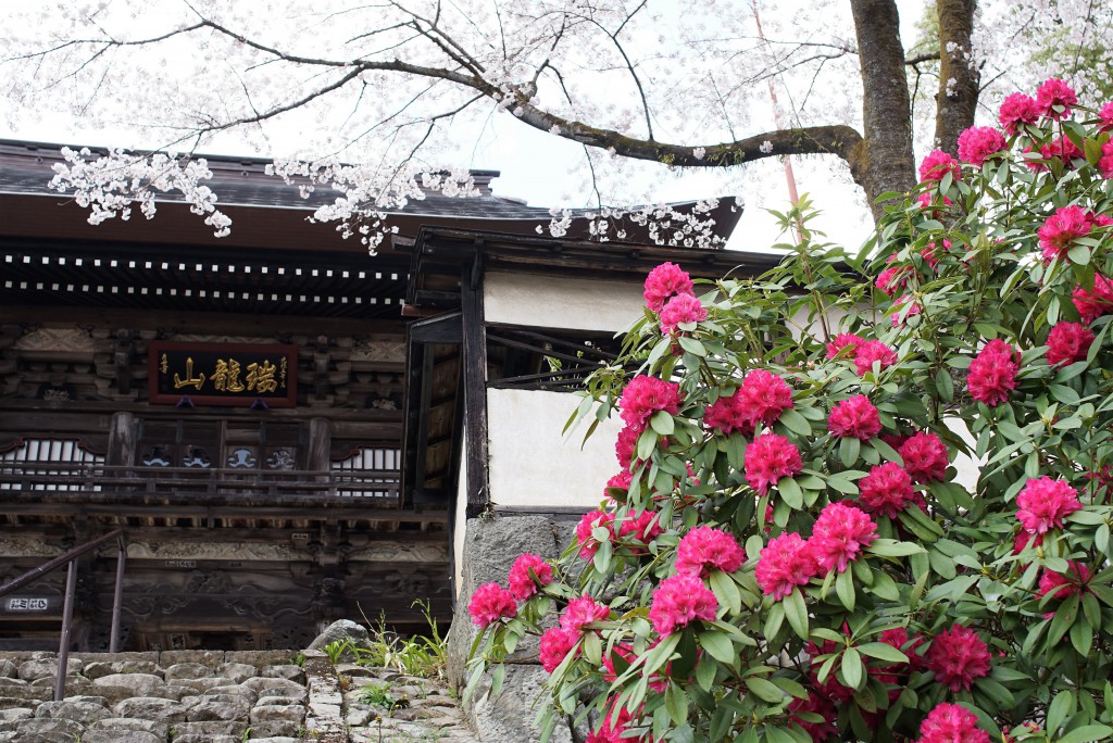 青梅　海禅寺　シャクナゲ