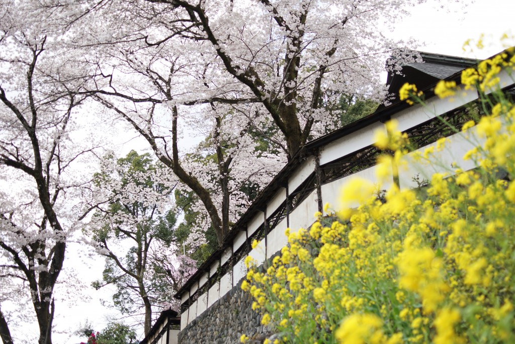 青梅　海禅寺