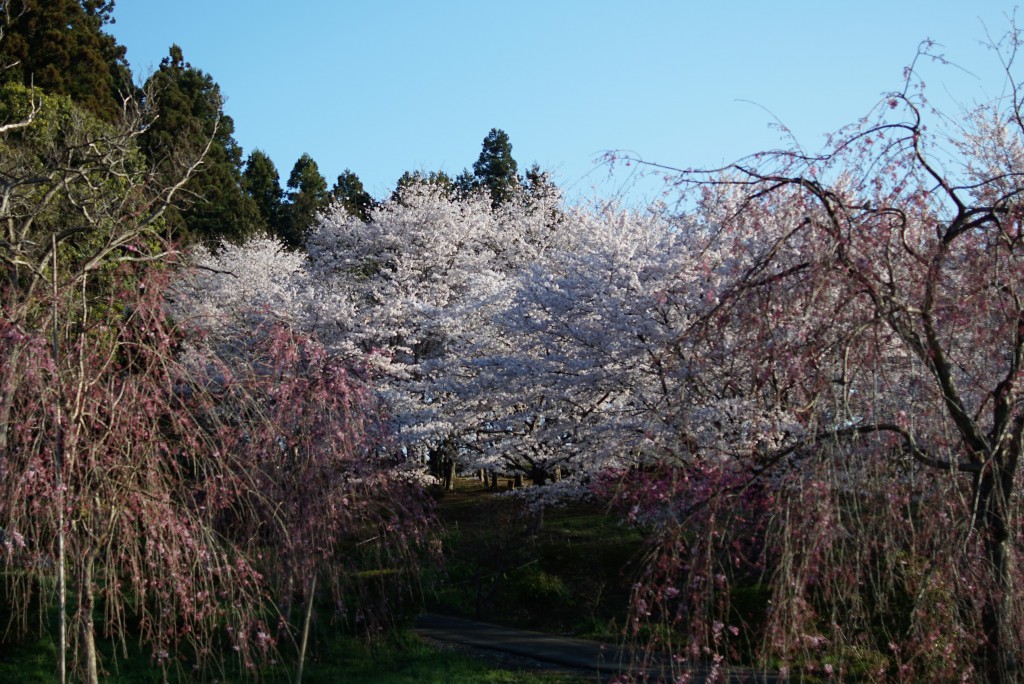 青梅　安楽寺　桜