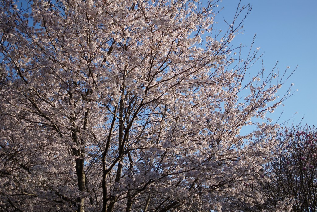 青梅　安楽寺　桜
