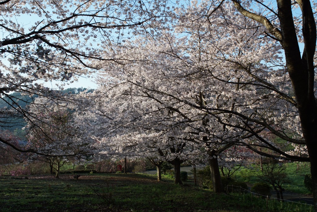 青梅　安楽寺　桜