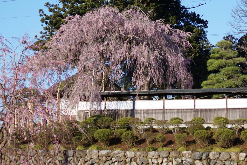 青梅　安楽寺　枝垂れ桜