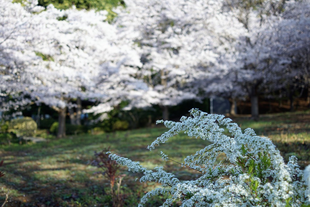 青梅　安楽寺　ユキヤナギと桜