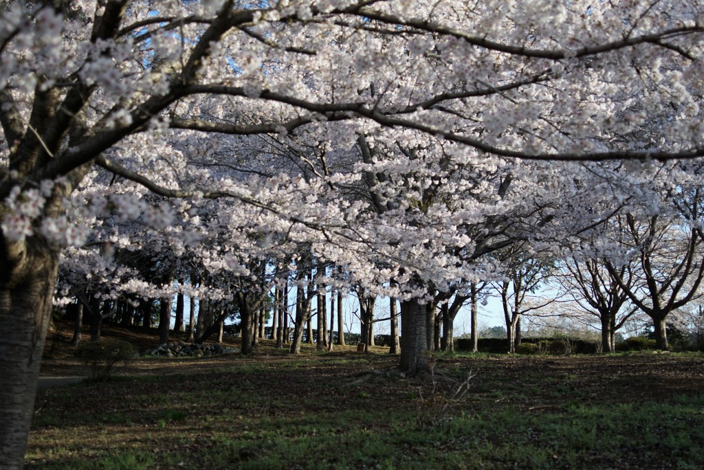 青梅　安楽寺　桜