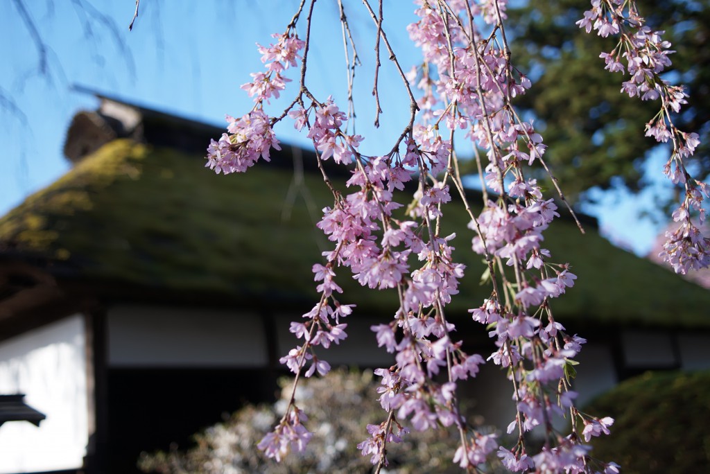 青梅　安楽寺　枝垂れ桜