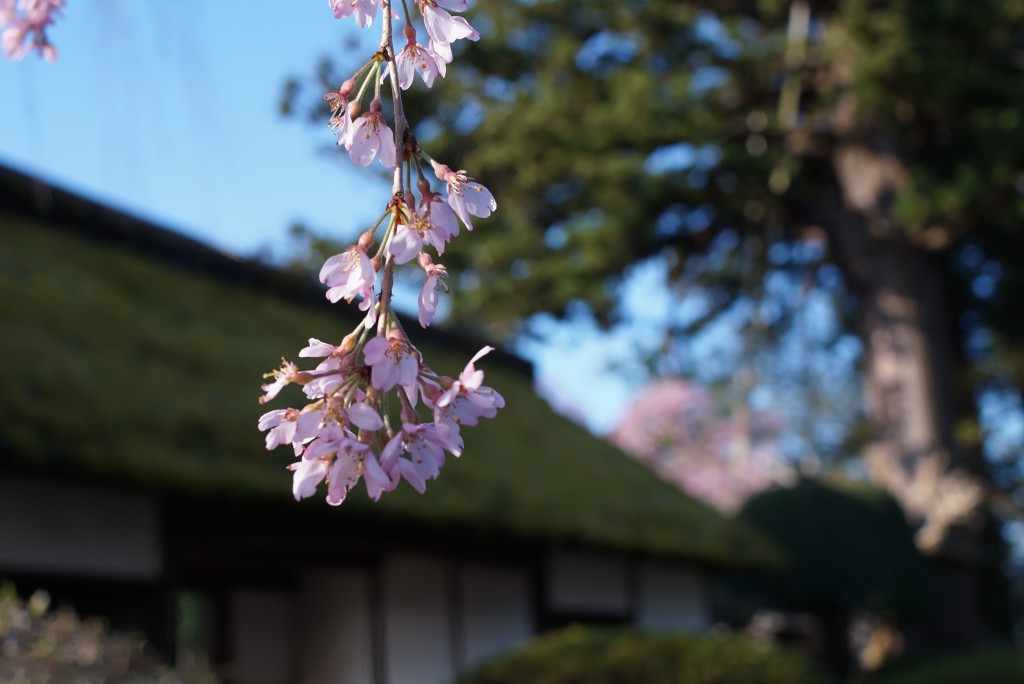 青梅　安楽寺　枝垂れ桜