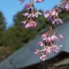 青梅　安楽寺　枝垂れ桜