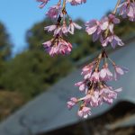 青梅　安楽寺　枝垂れ桜