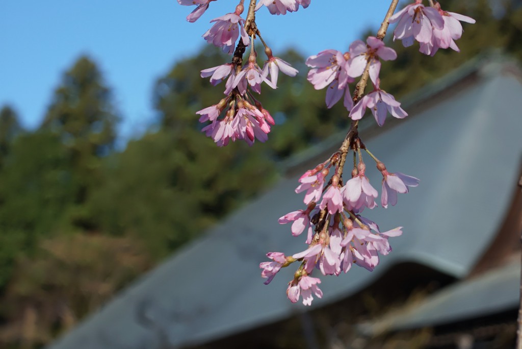 青梅　安楽寺　枝垂れ桜