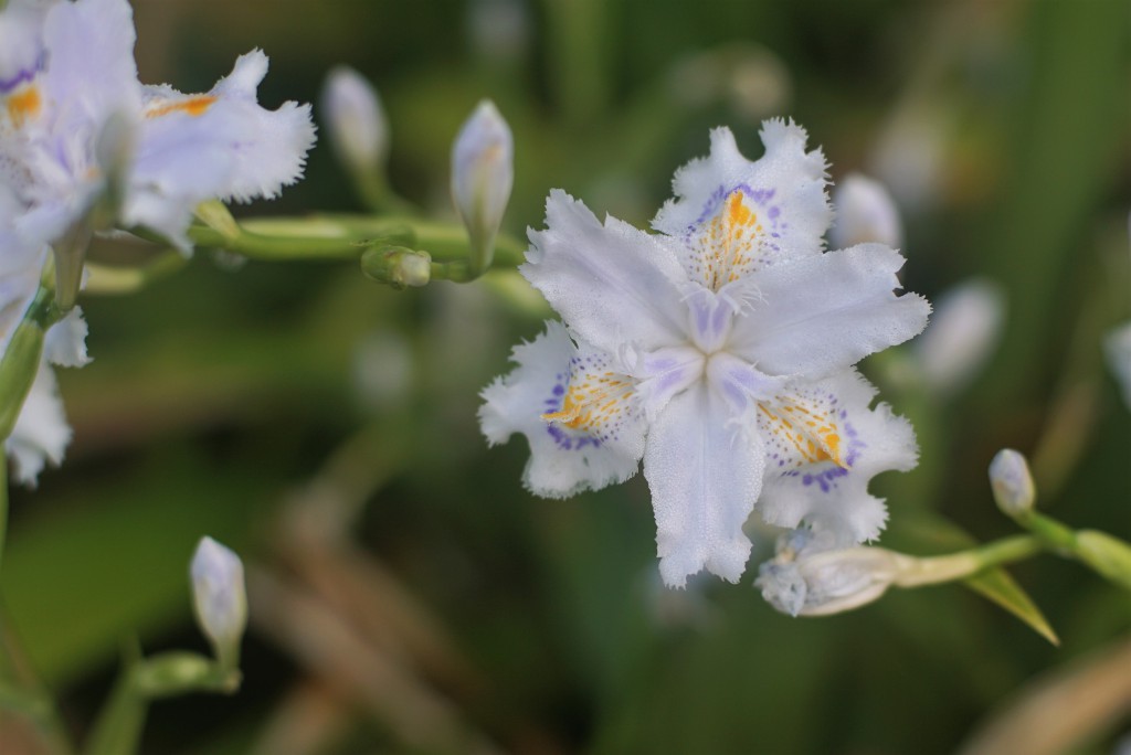シャガの花