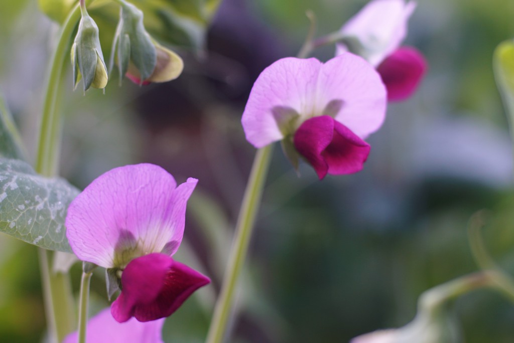えんどう豆の花
